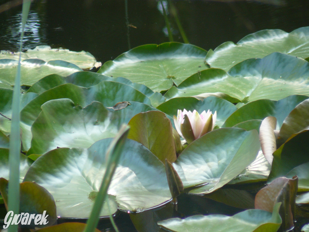 Tarnowskie Góry. Ścieżka edukacyjna na działkach