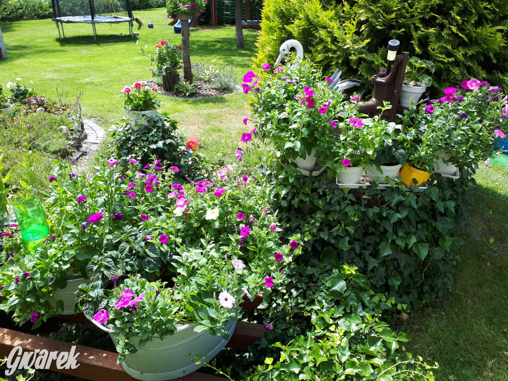 Plebiscyt na najładniejszy ogród i balkon 2022