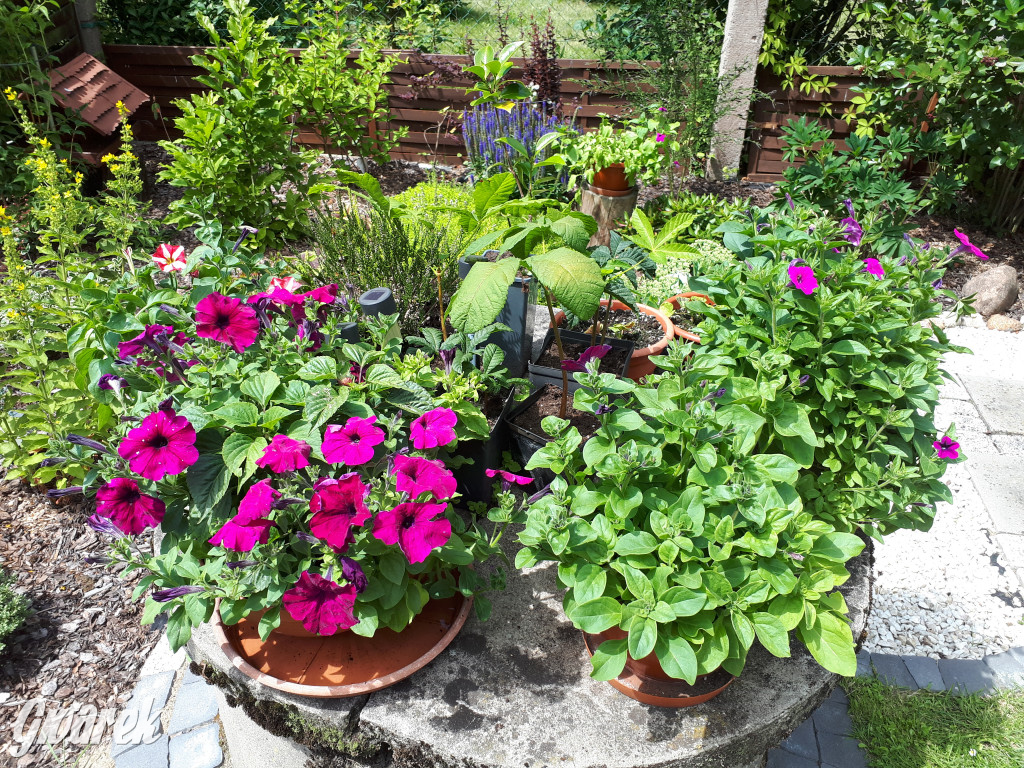 Plebiscyt na najładniejszy ogród i balkon 2022