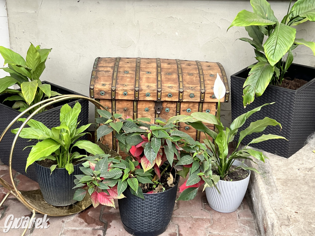 Plebiscyt na najładniejszy ogród i balkon 2022