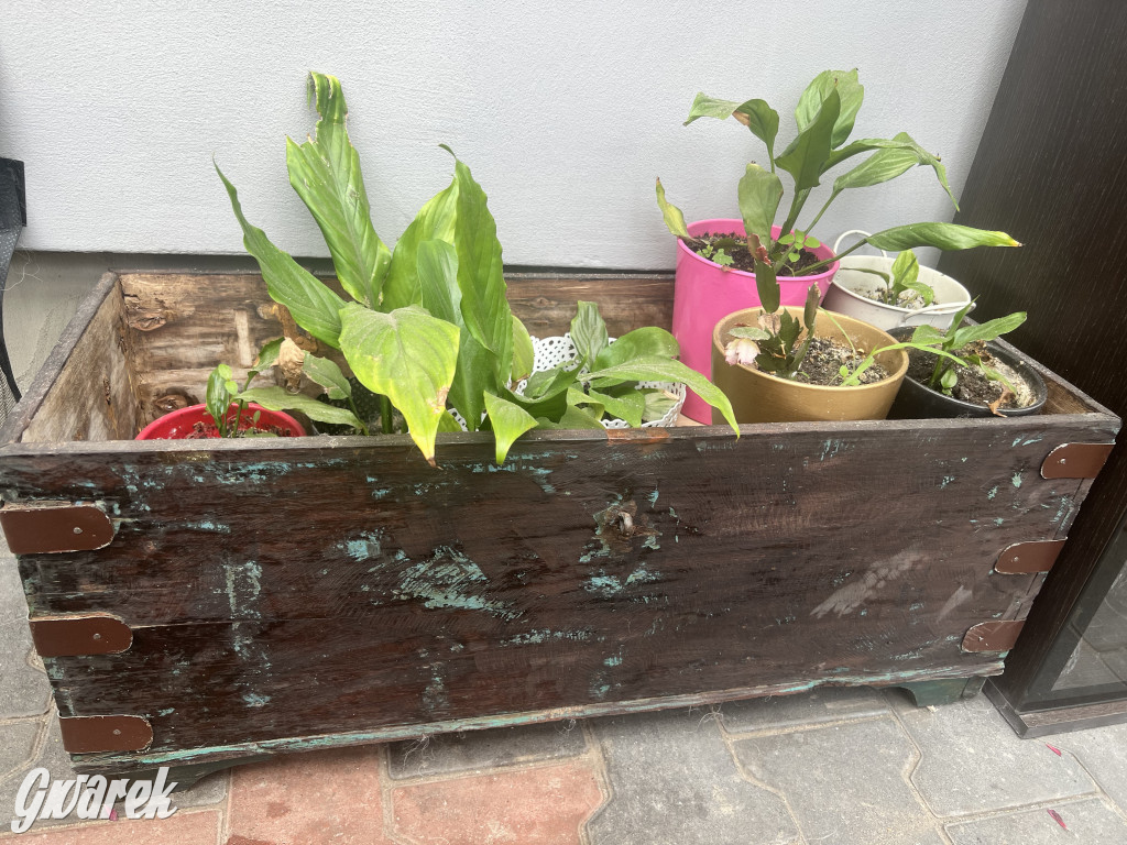 Plebiscyt na najładniejszy ogród i balkon 2022