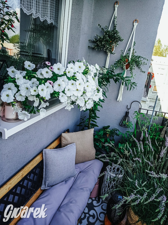 Plebiscyt na najładniejszy ogród i balkon 2022