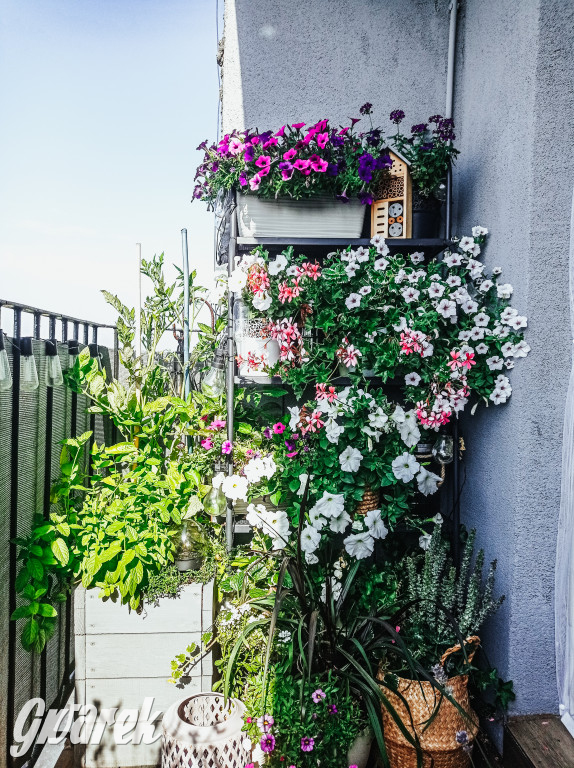 Plebiscyt na najładniejszy ogród i balkon 2022