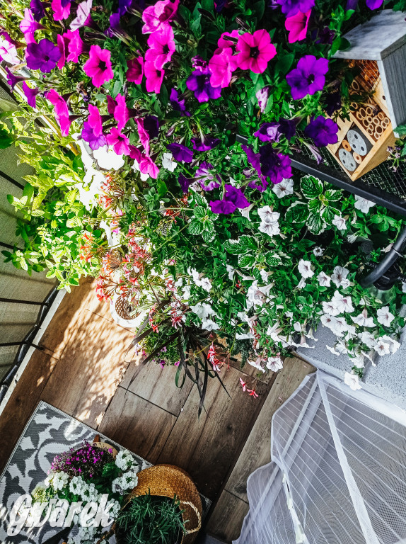 Plebiscyt na najładniejszy ogród i balkon 2022