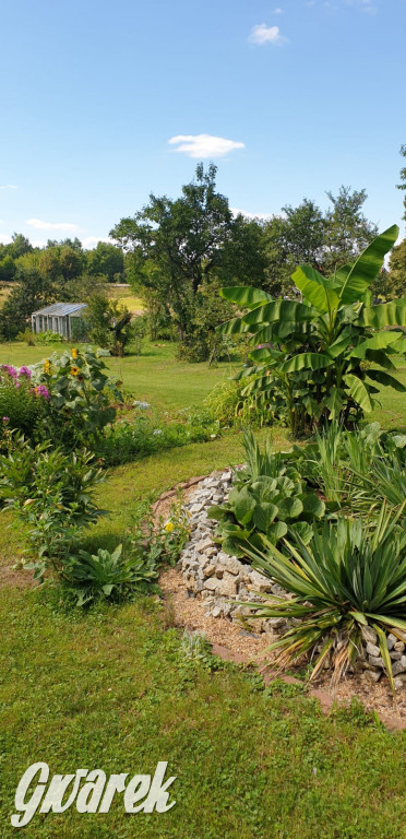 Plebiscyt na najładniejszy ogród i balkon 2022