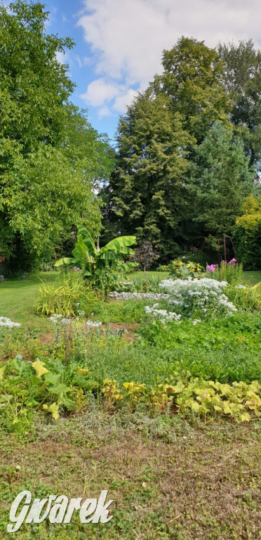 Plebiscyt na najładniejszy ogród i balkon 2022