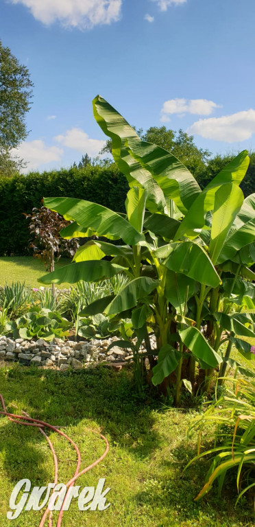 Plebiscyt na najładniejszy ogród i balkon 2022