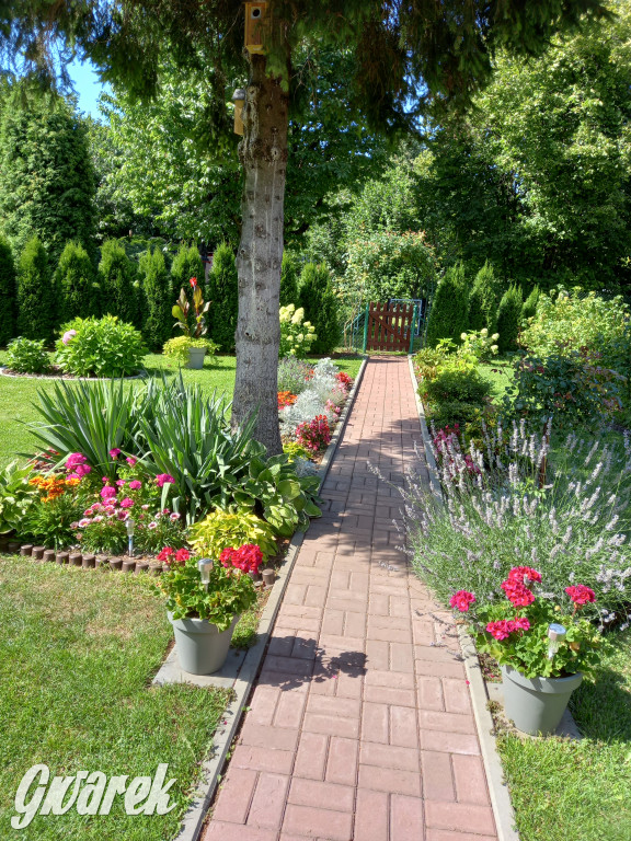 Plebiscyt na najładniejszy ogród i balkon 2022