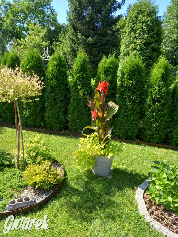 Plebiscyt na najładniejszy ogród i balkon 2022