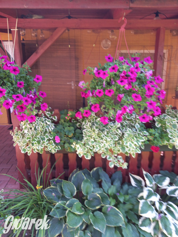 Plebiscyt na najładniejszy ogród i balkon 2022