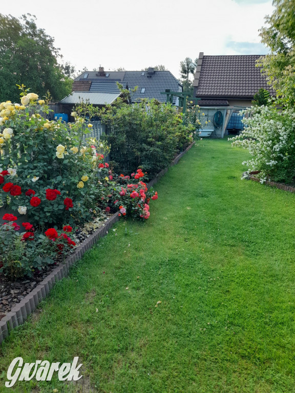 Plebiscyt na najładniejszy ogród i balkon 2022