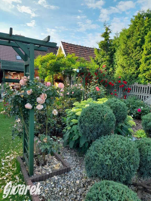 Plebiscyt na najładniejszy ogród i balkon 2022