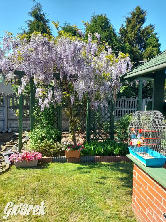 Plebiscyt na najładniejszy ogród i balkon 2022