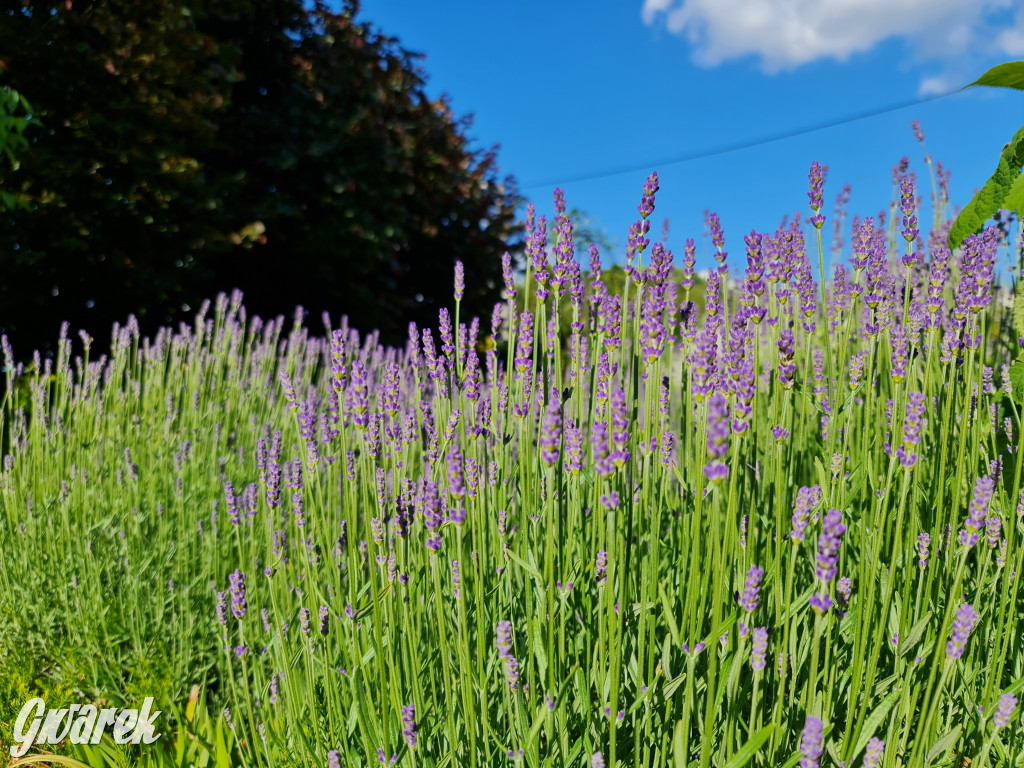 Plebiscyt na najładniejszy ogród i balkon 2022