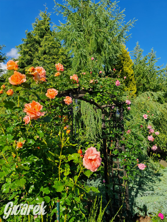 Plebiscyt na najładniejszy ogród i balkon 2022