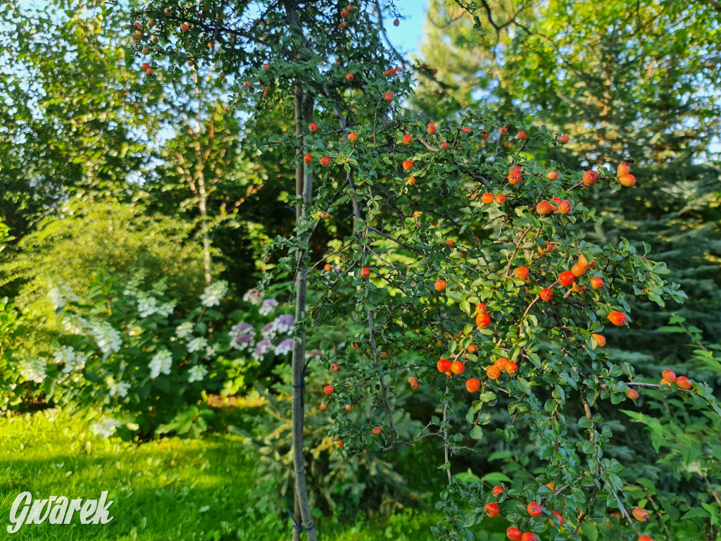 Plebiscyt na najładniejszy ogród i balkon 2022