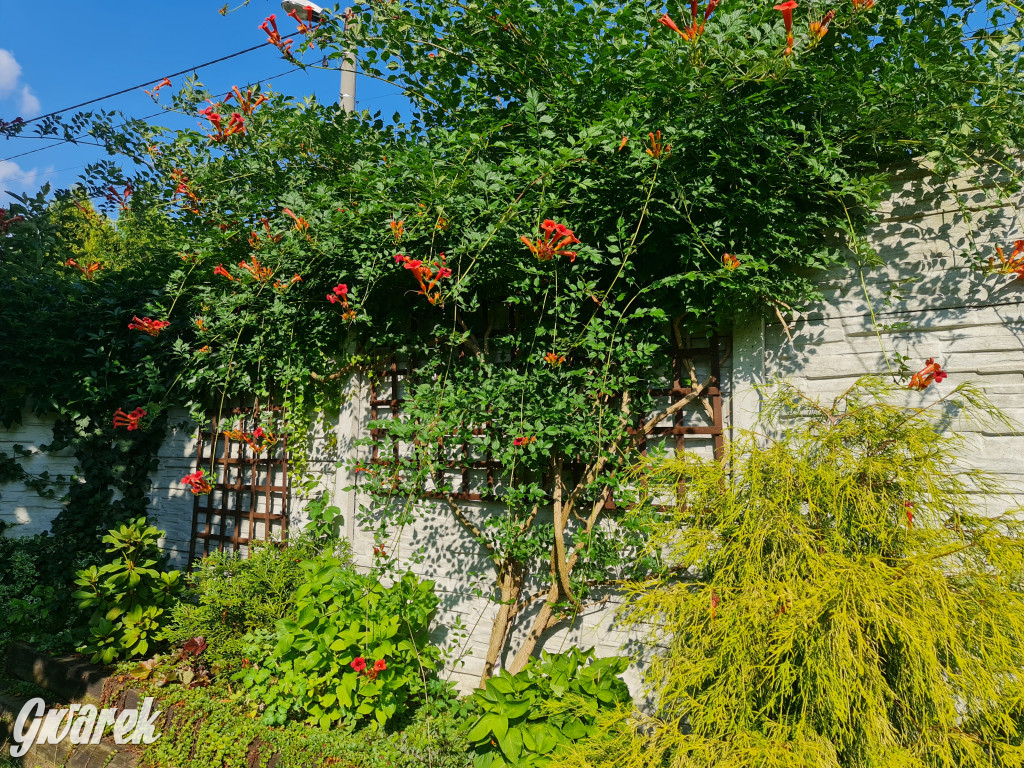 Plebiscyt na najładniejszy ogród i balkon 2022