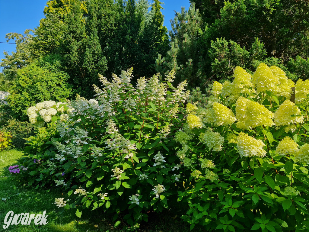 Plebiscyt na najładniejszy ogród i balkon 2022