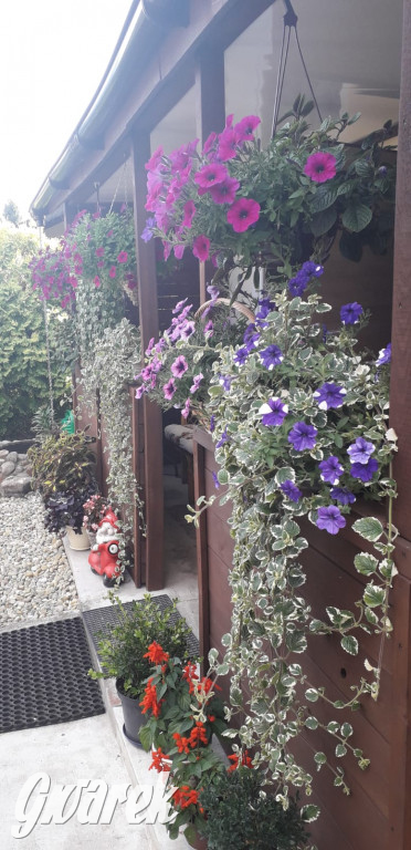 Plebiscyt na najładniejszy ogród i balkon 2022