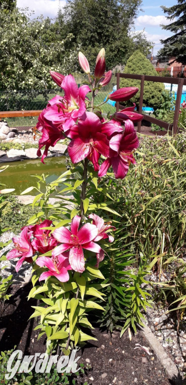 Plebiscyt na najładniejszy ogród i balkon 2022