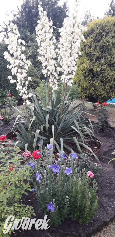 Plebiscyt na najładniejszy ogród i balkon 2022