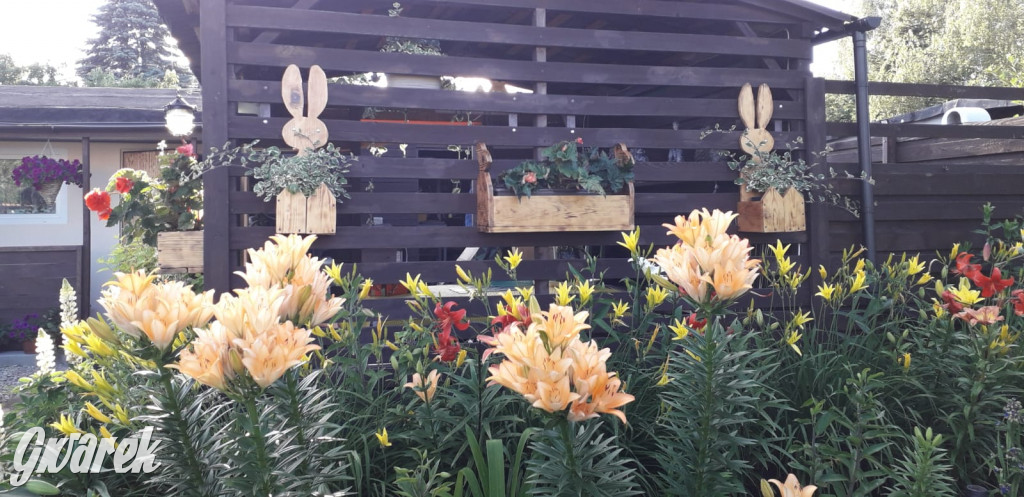 Plebiscyt na najładniejszy ogród i balkon 2022