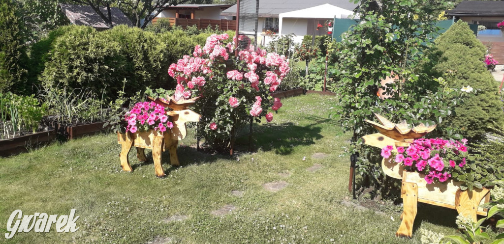 Plebiscyt na najładniejszy ogród i balkon 2022