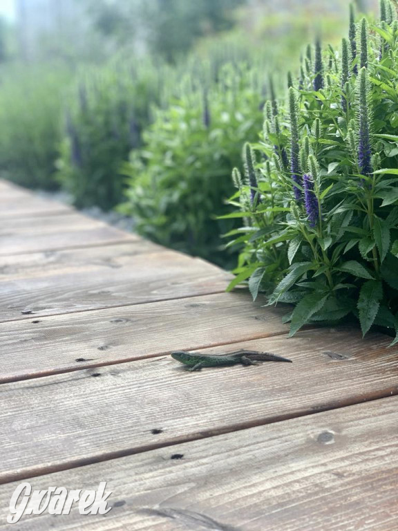 Plebiscyt na najładniejszy ogród i balkon 2022