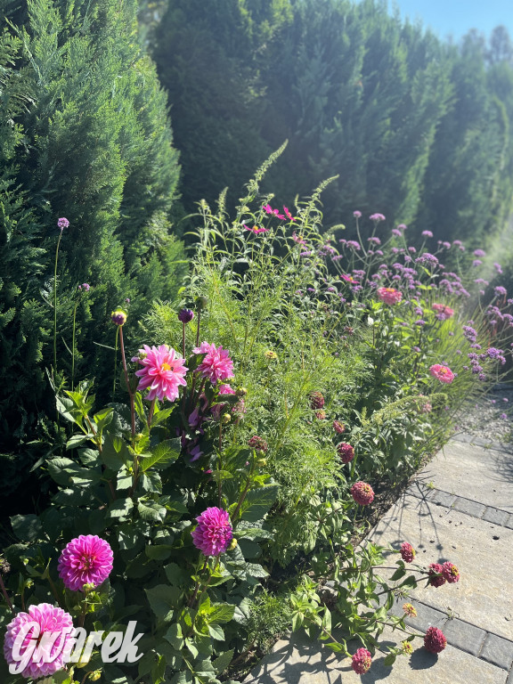 Plebiscyt na najładniejszy ogród i balkon 2022