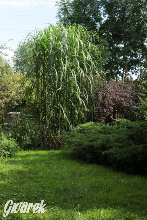 Plebiscyt na najładniejszy ogród i balkon 2022