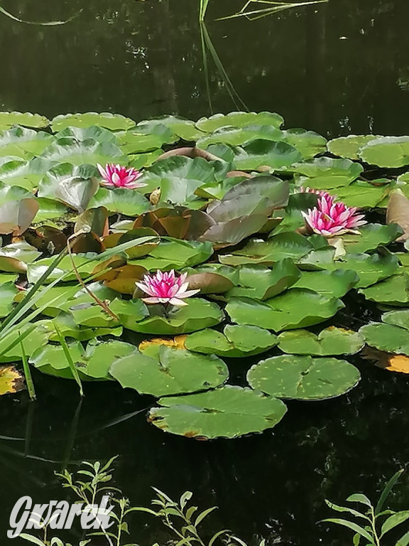 Tarnowskie Góry. Ścieżka edukacyjna na działkach