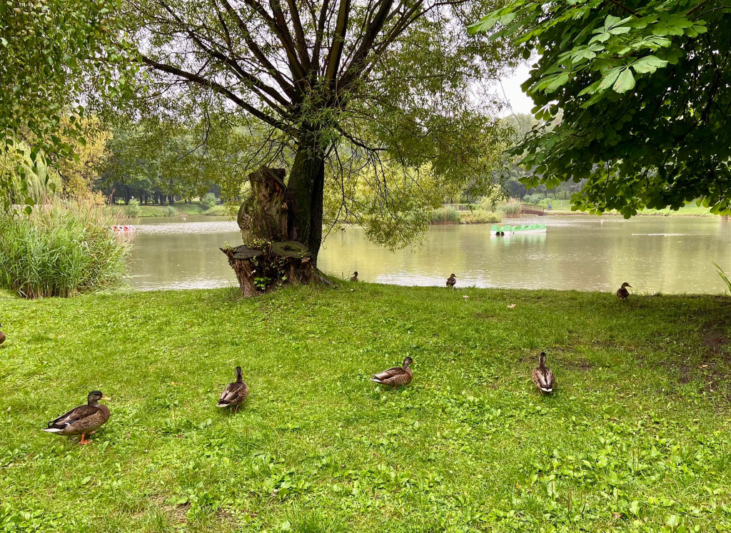 A może na spacer do parku Kachla w Bytomiu?