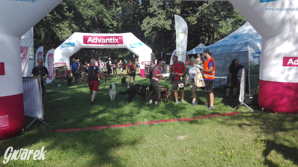 Psy na starcie, czyli dogtrekking w Koszęcinie