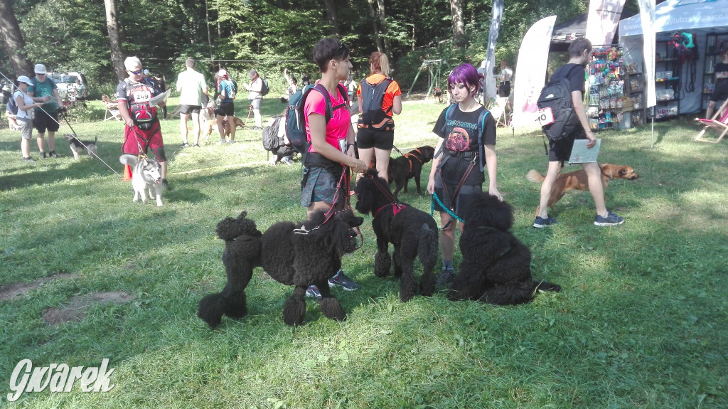 Psy na starcie, czyli dogtrekking w Koszęcinie