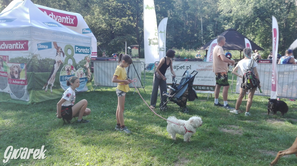 Psy na starcie, czyli dogtrekking w Koszęcinie