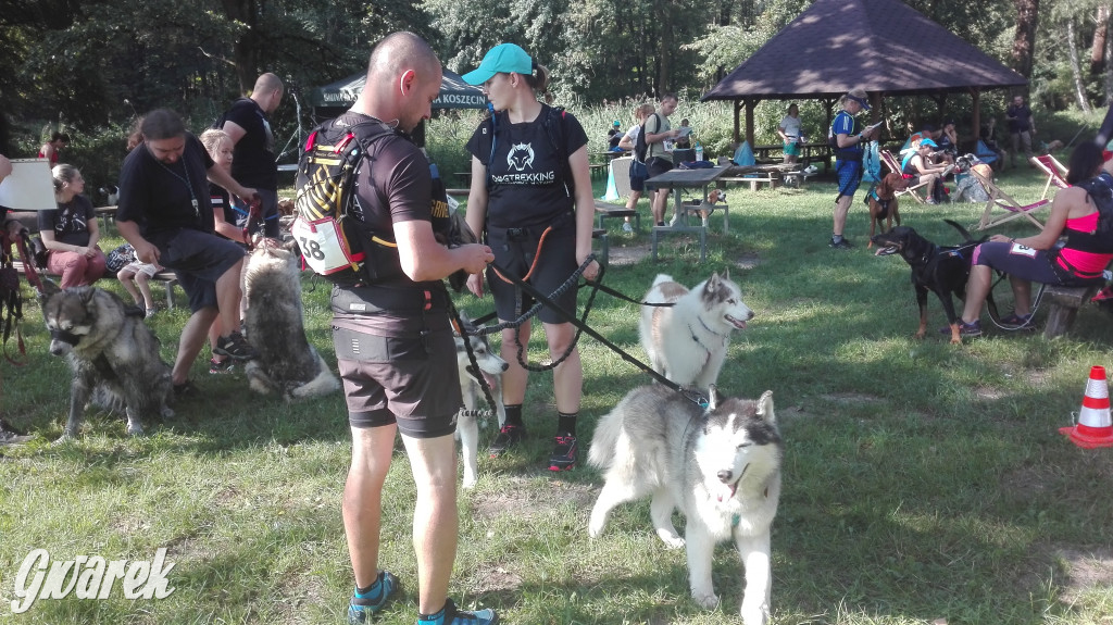 Psy na starcie, czyli dogtrekking w Koszęcinie