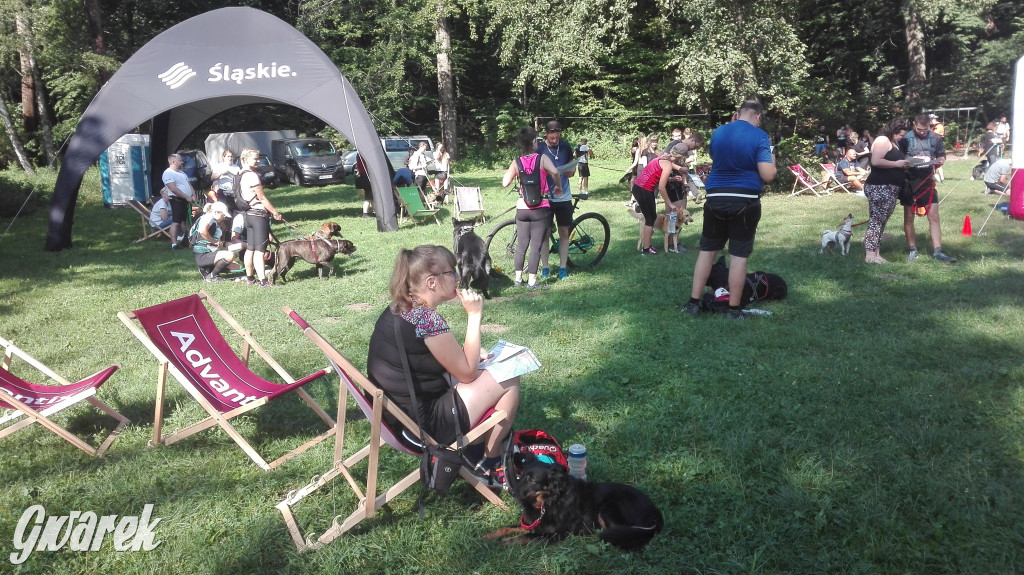 Psy na starcie, czyli dogtrekking w Koszęcinie
