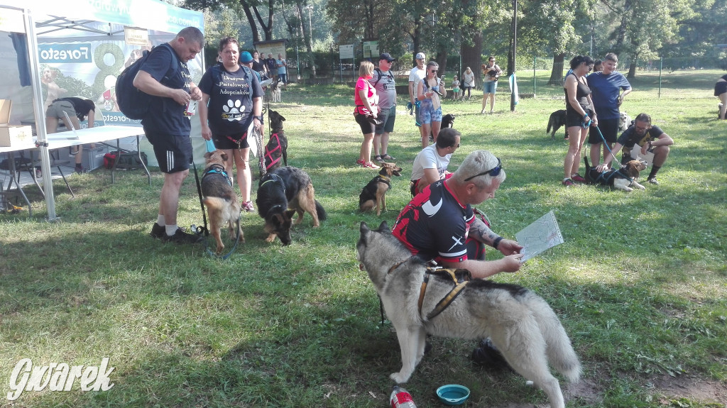 Psy na starcie, czyli dogtrekking w Koszęcinie