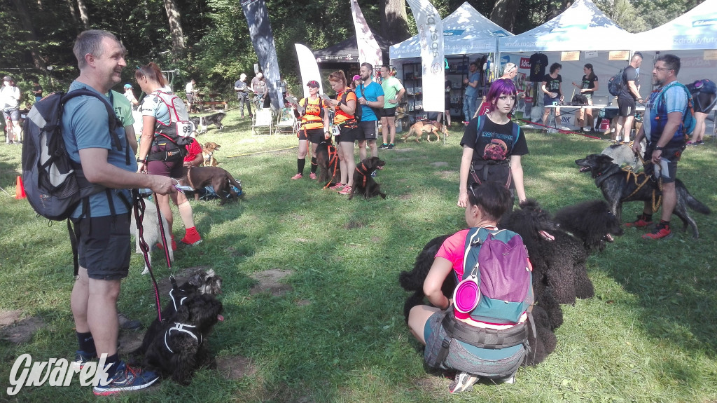 Psy na starcie, czyli dogtrekking w Koszęcinie