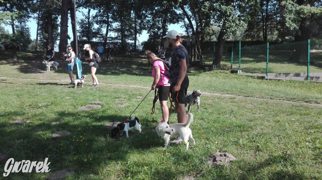 Psy na starcie, czyli dogtrekking w Koszęcinie