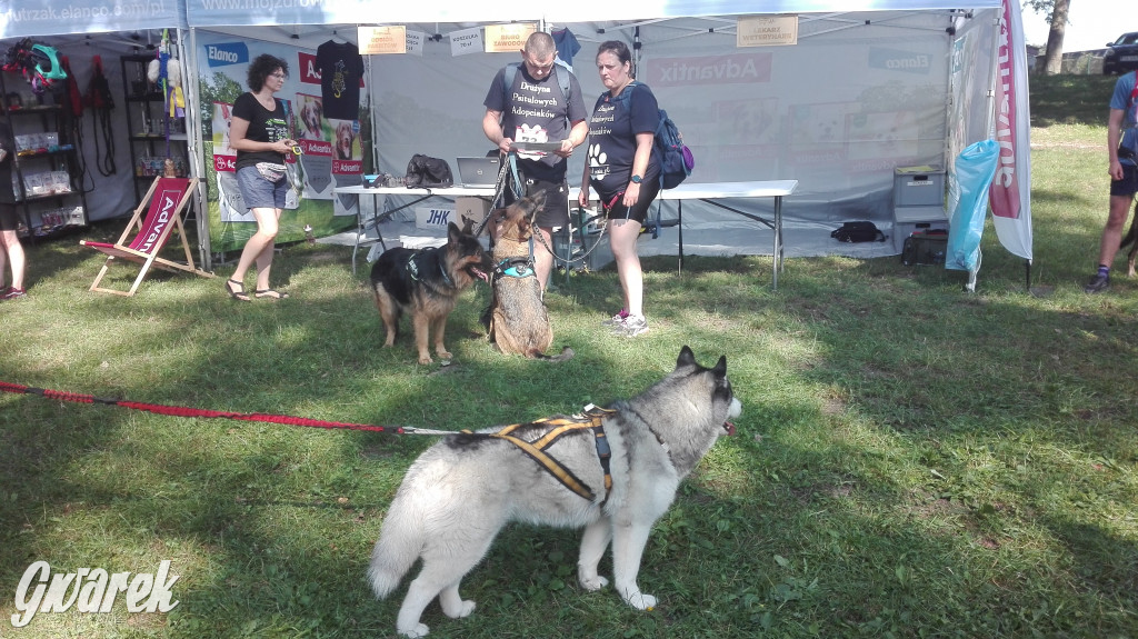 Psy na starcie, czyli dogtrekking w Koszęcinie