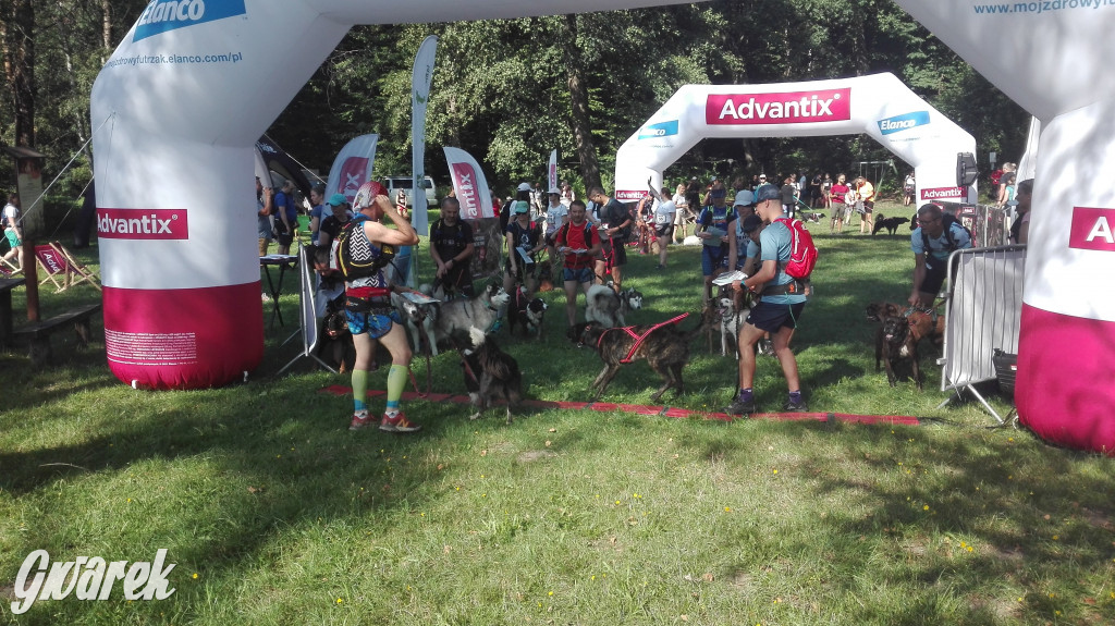 Psy na starcie, czyli dogtrekking w Koszęcinie