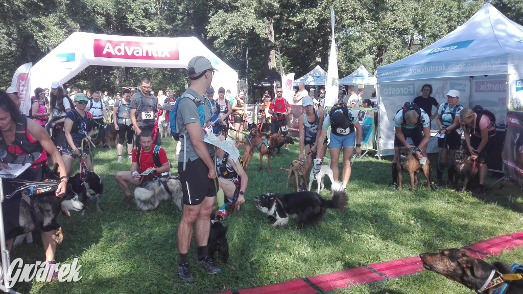 Psy na starcie, czyli dogtrekking w Koszęcinie