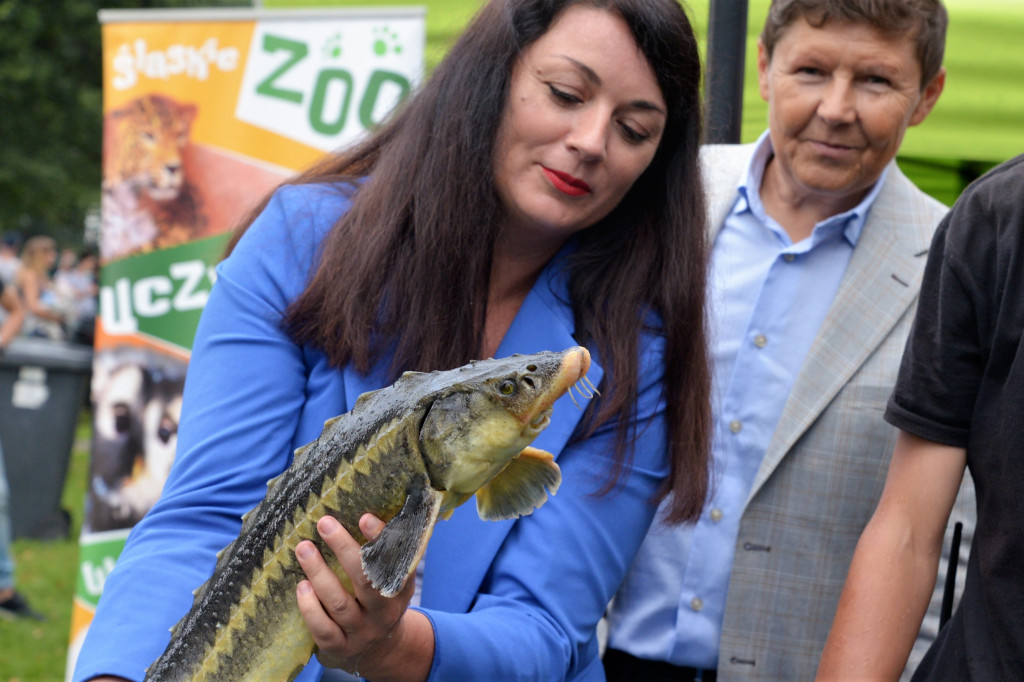 Święto Ryby - Kalety