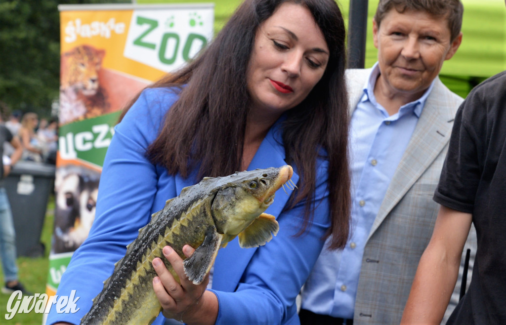 Święto Ryby - Kalety