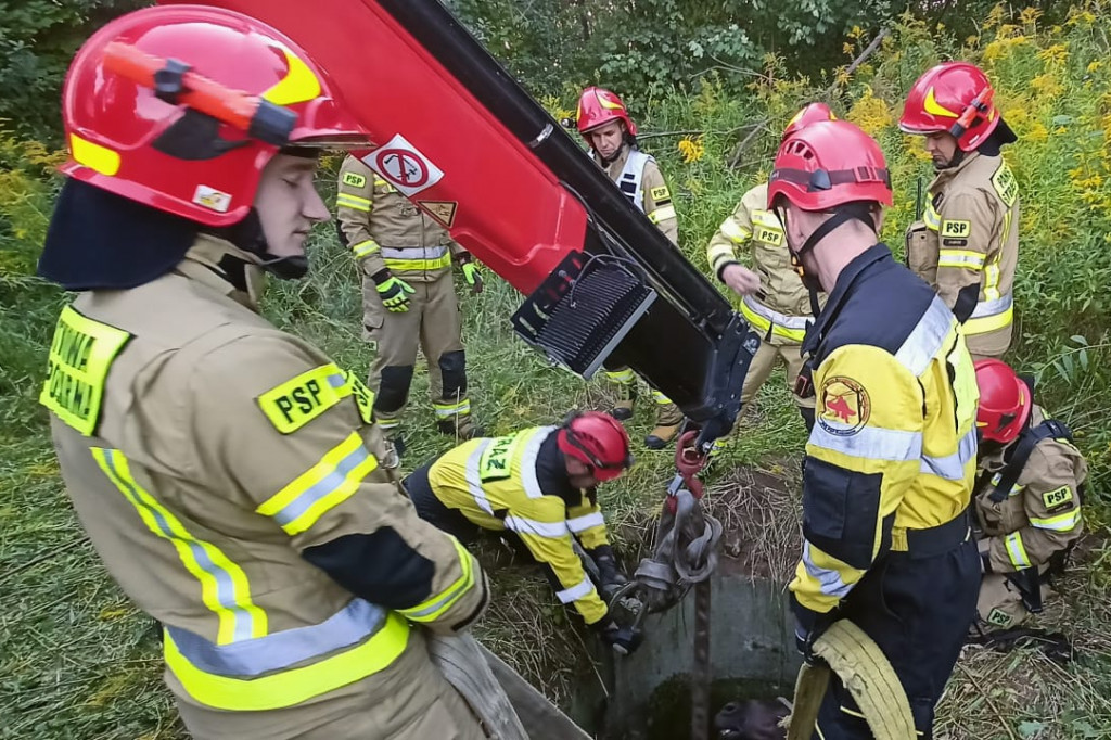 Nasi strażacy ratowali konia w Zabrzu