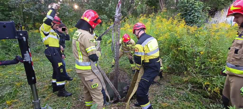 Nasi strażacy ratowali konia w Zabrzu