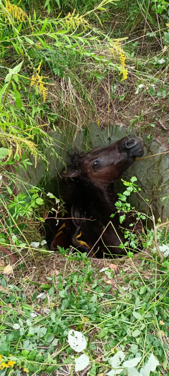 Nasi strażacy ratowali konia w Zabrzu