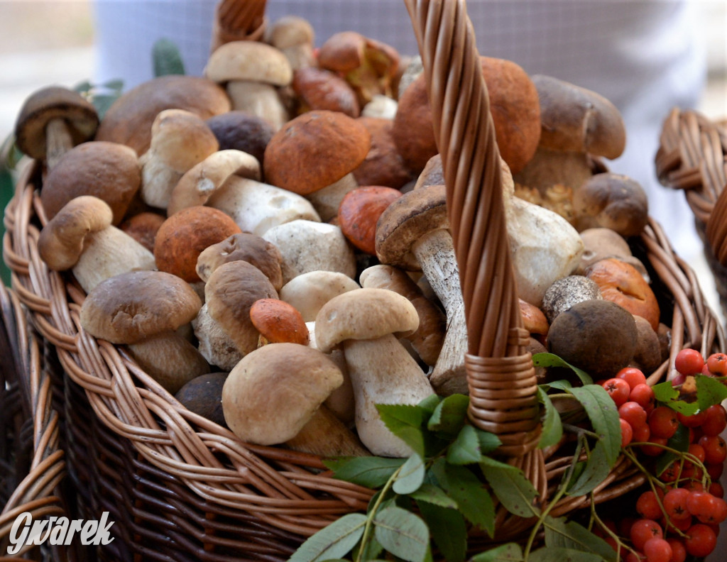  X Rodzinne Grzybobranie w Kaletach