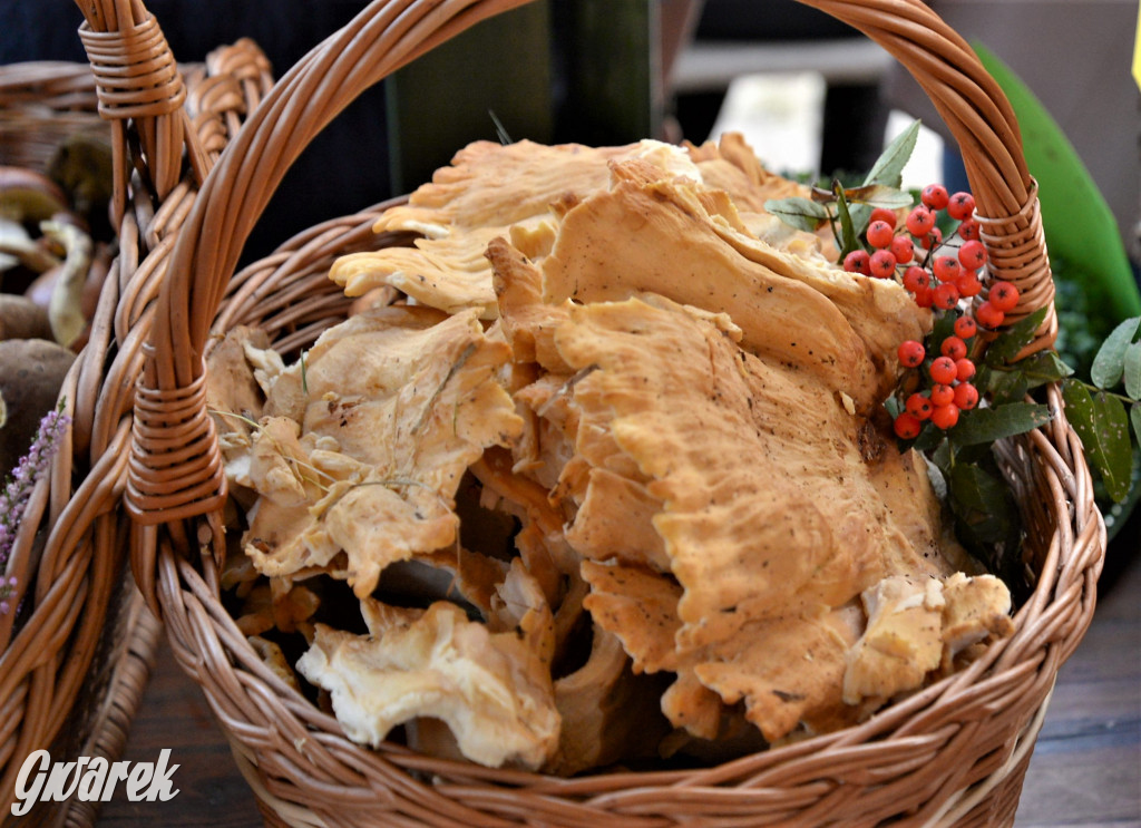  X Rodzinne Grzybobranie w Kaletach